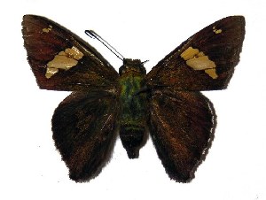  ( - 04-SRNP-56368)  @14 [ ] CreativeCommons - Attribution Non-Commercial Share-Alike (2005) Daniel H. Janzen Guanacaste Dry Forest Conservation Fund