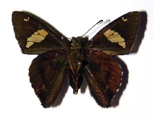  ( - 04-SRNP-56368)  @14 [ ] CreativeCommons - Attribution Non-Commercial Share-Alike (2005) Daniel H. Janzen Guanacaste Dry Forest Conservation Fund