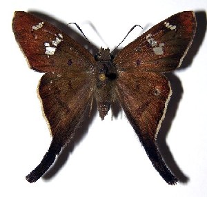  ( - 94-SRNP-711)  @14 [ ] CreativeCommons - Attribution Non-Commercial Share-Alike (2005) Daniel H. Janzen Guanacaste Dry Forest Conservation Fund