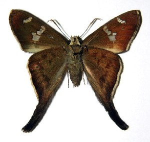  ( - 94-SRNP-711)  @14 [ ] CreativeCommons - Attribution Non-Commercial Share-Alike (2005) Daniel H. Janzen Guanacaste Dry Forest Conservation Fund