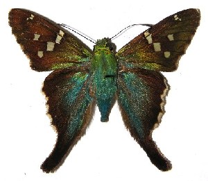  ( - 02-SRNP-402)  @14 [ ] CreativeCommons - Attribution Non-Commercial Share-Alike (2005) Daniel H. Janzen Guanacaste Dry Forest Conservation Fund