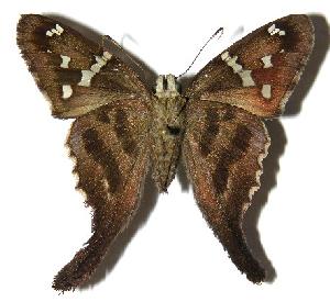  ( - 03-SRNP-29774)  @14 [ ] CreativeCommons - Attribution Non-Commercial Share-Alike (2005) Daniel H. Janzen Guanacaste Dry Forest Conservation Fund