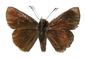  ( - 04-SRNP-30614)  @14 [ ] CreativeCommons - Attribution Non-Commercial Share-Alike (2005) Daniel H. Janzen Guanacaste Dry Forest Conservation Fund