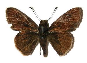  ( - 04-SRNP-31547)  @14 [ ] CreativeCommons - Attribution Non-Commercial Share-Alike (2005) Daniel H. Janzen Guanacaste Dry Forest Conservation Fund