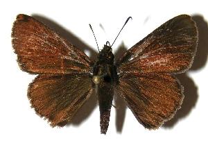  ( - 04-SRNP-33615)  @14 [ ] CreativeCommons - Attribution Non-Commercial Share-Alike (2005) Daniel H. Janzen Guanacaste Dry Forest Conservation Fund