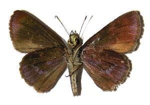  ( - 04-SRNP-33615)  @14 [ ] CreativeCommons - Attribution Non-Commercial Share-Alike (2005) Daniel H. Janzen Guanacaste Dry Forest Conservation Fund