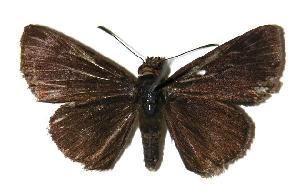  ( - 04-SRNP-56438)  @14 [ ] CreativeCommons - Attribution Non-Commercial Share-Alike (2005) Daniel H. Janzen Guanacaste Dry Forest Conservation Fund