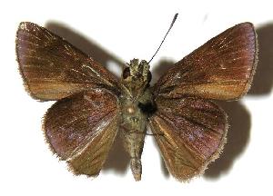  ( - 04-SRNP-56447)  @14 [ ] CreativeCommons - Attribution Non-Commercial Share-Alike (2005) Daniel H. Janzen Guanacaste Dry Forest Conservation Fund