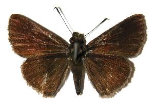  ( - 05-SRNP-30148)  @14 [ ] CreativeCommons - Attribution Non-Commercial Share-Alike (2005) Daniel H. Janzen Guanacaste Dry Forest Conservation Fund