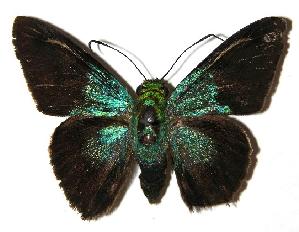  ( - 04-SRNP-15947)  @14 [ ] CreativeCommons - Attribution Non-Commercial Share-Alike (2005) Daniel H. Janzen Guanacaste Dry Forest Conservation Fund