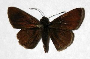  ( - 04-SRNP-40041)  @14 [ ] CreativeCommons - Attribution Non-Commercial Share-Alike (2006) Daniel H. Janzen Guanacaste Dry Forest Conservation Fund