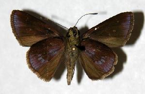  ( - 04-SRNP-40041)  @14 [ ] CreativeCommons - Attribution Non-Commercial Share-Alike (2006) Daniel H. Janzen Guanacaste Dry Forest Conservation Fund