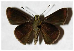  ( - 05-SRNP-21762)  @14 [ ] CreativeCommons - Attribution Non-Commercial Share-Alike (2006) Daniel H. Janzen Guanacaste Dry Forest Conservation Fund