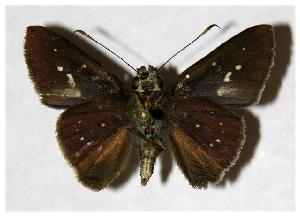  ( - 05-SRNP-32021)  @14 [ ] CreativeCommons - Attribution Non-Commercial Share-Alike (2006) Daniel H. Janzen Guanacaste Dry Forest Conservation Fund