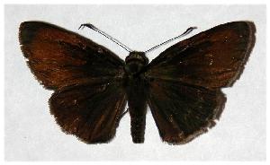  ( - 05-SRNP-47289)  @13 [ ] CreativeCommons - Attribution Non-Commercial Share-Alike (2006) Daniel H. Janzen Guanacaste Dry Forest Conservation Fund