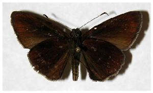  ( - 05-SRNP-47289)  @13 [ ] CreativeCommons - Attribution Non-Commercial Share-Alike (2006) Daniel H. Janzen Guanacaste Dry Forest Conservation Fund