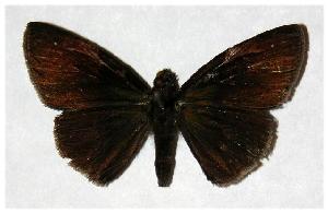  ( - 05-SRNP-47292)  @13 [ ] CreativeCommons - Attribution Non-Commercial Share-Alike (2006) Daniel H. Janzen Guanacaste Dry Forest Conservation Fund