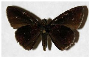  ( - 05-SRNP-47292)  @13 [ ] CreativeCommons - Attribution Non-Commercial Share-Alike (2006) Daniel H. Janzen Guanacaste Dry Forest Conservation Fund