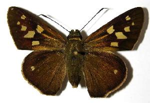  ( - 04-SRNP-36228)  @14 [ ] CreativeCommons - Attribution Non-Commercial Share-Alike (2006) Daniel H. Janzen Guanacaste Dry Forest Conservation Fund