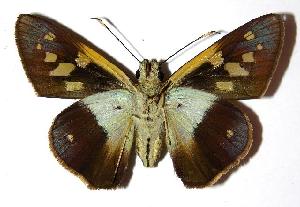  ( - 04-SRNP-36228)  @14 [ ] CreativeCommons - Attribution Non-Commercial Share-Alike (2006) Daniel H. Janzen Guanacaste Dry Forest Conservation Fund