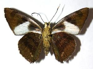  ( - 05-SRNP-19978)  @14 [ ] CreativeCommons - Attribution Non-Commercial Share-Alike (2006) Daniel H. Janzen Guanacaste Dry Forest Conservation Fund