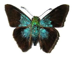  ( - 05-SRNP-19980)  @14 [ ] CreativeCommons - Attribution Non-Commercial Share-Alike (2006) Daniel H. Janzen Guanacaste Dry Forest Conservation Fund