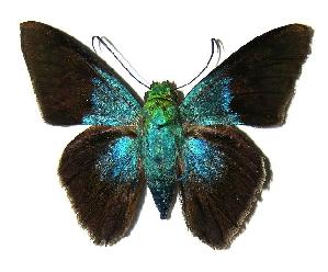  ( - 05-SRNP-19981)  @14 [ ] CreativeCommons - Attribution Non-Commercial Share-Alike (2006) Daniel H. Janzen Guanacaste Dry Forest Conservation Fund