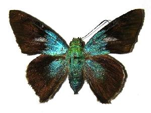  ( - 05-SRNP-21448)  @14 [ ] CreativeCommons - Attribution Non-Commercial Share-Alike (2006) Daniel H. Janzen Guanacaste Dry Forest Conservation Fund