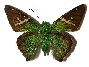  ( - 05-SRNP-22031)  @14 [ ] CreativeCommons - Attribution Non-Commercial Share-Alike (2006) Daniel H. Janzen Guanacaste Dry Forest Conservation Fund