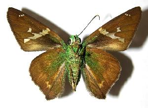  ( - 05-SRNP-22031)  @14 [ ] CreativeCommons - Attribution Non-Commercial Share-Alike (2006) Daniel H. Janzen Guanacaste Dry Forest Conservation Fund