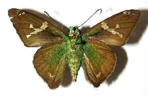  ( - 05-SRNP-22036)  @14 [ ] CreativeCommons - Attribution Non-Commercial Share-Alike (2006) Daniel H. Janzen Guanacaste Dry Forest Conservation Fund