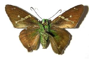  ( - 05-SRNP-22257)  @14 [ ] CreativeCommons - Attribution Non-Commercial Share-Alike (2006) Daniel H. Janzen Guanacaste Dry Forest Conservation Fund