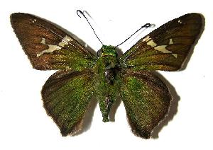  ( - 05-SRNP-22277)  @14 [ ] CreativeCommons - Attribution Non-Commercial Share-Alike (2006) Daniel H. Janzen Guanacaste Dry Forest Conservation Fund