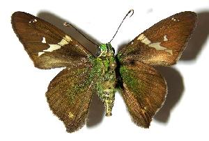  ( - 05-SRNP-22277)  @14 [ ] CreativeCommons - Attribution Non-Commercial Share-Alike (2006) Daniel H. Janzen Guanacaste Dry Forest Conservation Fund