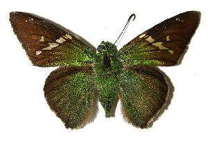  ( - 05-SRNP-22279)  @14 [ ] CreativeCommons - Attribution Non-Commercial Share-Alike (2006) Daniel H. Janzen Guanacaste Dry Forest Conservation Fund