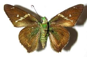  ( - 05-SRNP-22279)  @14 [ ] CreativeCommons - Attribution Non-Commercial Share-Alike (2006) Daniel H. Janzen Guanacaste Dry Forest Conservation Fund