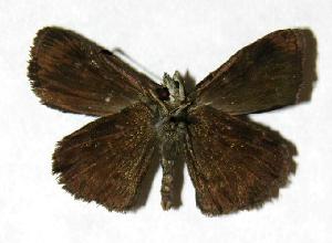  ( - 05-SRNP-22539)  @14 [ ] CreativeCommons - Attribution Non-Commercial Share-Alike (2006) Daniel H. Janzen Guanacaste Dry Forest Conservation Fund