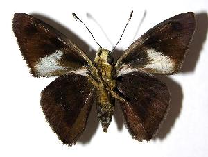  ( - 05-SRNP-24197)  @14 [ ] CreativeCommons - Attribution Non-Commercial Share-Alike (2006) Daniel H. Janzen Guanacaste Dry Forest Conservation Fund