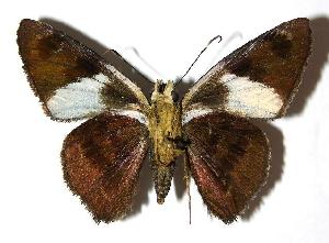  ( - 05-SRNP-24340)  @14 [ ] CreativeCommons - Attribution Non-Commercial Share-Alike (2006) Daniel H. Janzen Guanacaste Dry Forest Conservation Fund