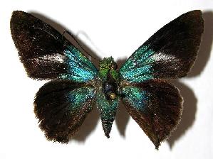  ( - 05-SRNP-24396)  @14 [ ] CreativeCommons - Attribution Non-Commercial Share-Alike (2006) Daniel H. Janzen Guanacaste Dry Forest Conservation Fund