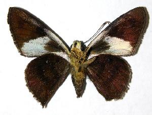  ( - 05-SRNP-24396)  @14 [ ] CreativeCommons - Attribution Non-Commercial Share-Alike (2006) Daniel H. Janzen Guanacaste Dry Forest Conservation Fund