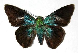  ( - 05-SRNP-24568)  @14 [ ] CreativeCommons - Attribution Non-Commercial Share-Alike (2006) Daniel H. Janzen Guanacaste Dry Forest Conservation Fund