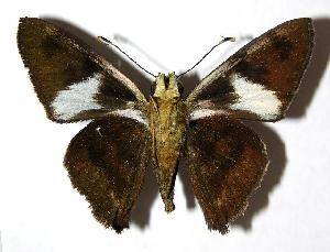  ( - 05-SRNP-24589)  @14 [ ] CreativeCommons - Attribution Non-Commercial Share-Alike (2006) Daniel H. Janzen Guanacaste Dry Forest Conservation Fund