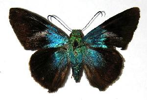  ( - 05-SRNP-24755)  @14 [ ] CreativeCommons - Attribution Non-Commercial Share-Alike (2006) Daniel H. Janzen Guanacaste Dry Forest Conservation Fund