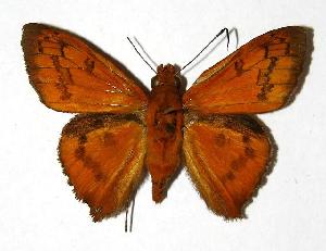  ( - 05-SRNP-3115)  @14 [ ] CreativeCommons - Attribution Non-Commercial Share-Alike (2006) Daniel H. Janzen Guanacaste Dry Forest Conservation Fund