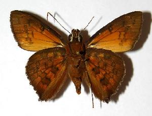  ( - 05-SRNP-3115)  @14 [ ] CreativeCommons - Attribution Non-Commercial Share-Alike (2006) Daniel H. Janzen Guanacaste Dry Forest Conservation Fund