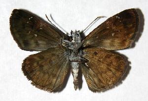  ( - 05-SRNP-33197)  @14 [ ] CreativeCommons - Attribution Non-Commercial Share-Alike (2006) Daniel H. Janzen Guanacaste Dry Forest Conservation Fund