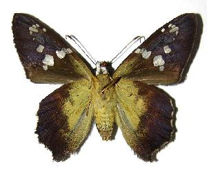  ( - 05-SRNP-47008)  @14 [ ] CreativeCommons - Attribution Non-Commercial Share-Alike (2006) Daniel H. Janzen Guanacaste Dry Forest Conservation Fund