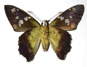  ( - 05-SRNP-47011)  @14 [ ] CreativeCommons - Attribution Non-Commercial Share-Alike (2006) Daniel H. Janzen Guanacaste Dry Forest Conservation Fund