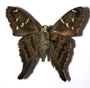  ( - 05-SRNP-47043)  @14 [ ] CreativeCommons - Attribution Non-Commercial Share-Alike (2006) Daniel H. Janzen Guanacaste Dry Forest Conservation Fund